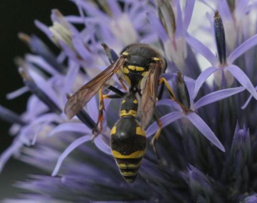 Eumenes sp.